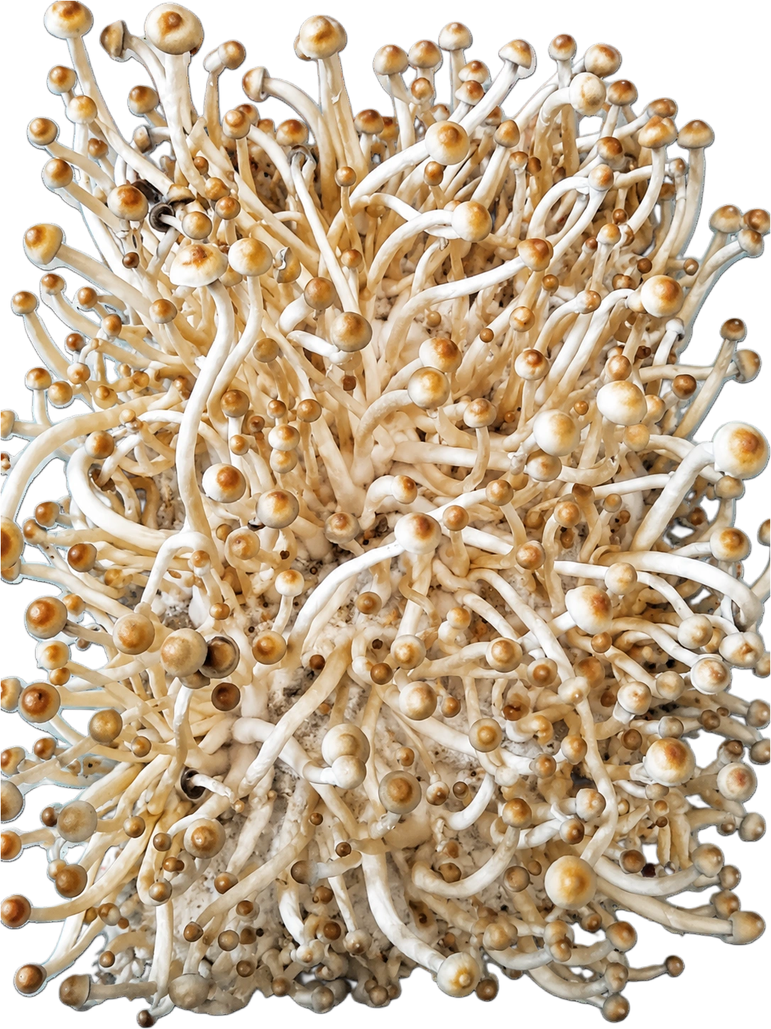 Ochra