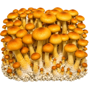 Golden Halo