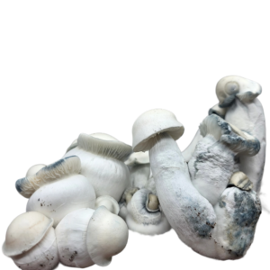 True Albino Melmac