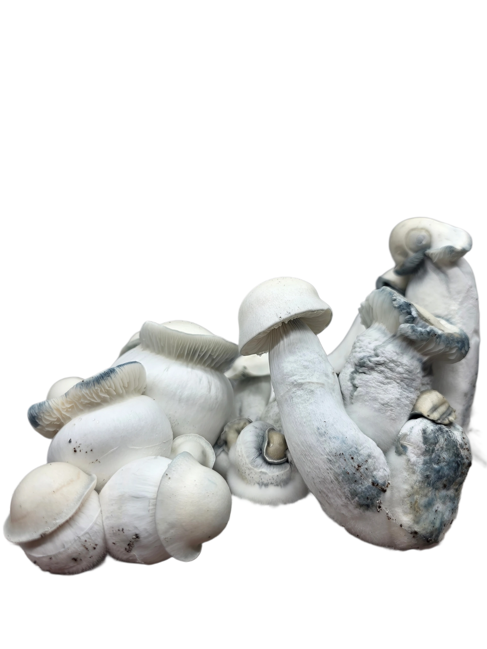 True Albino Melmac