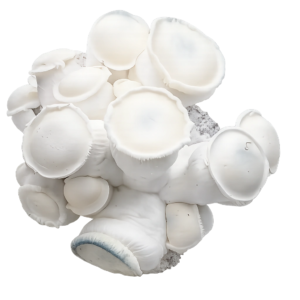 Albino Kong