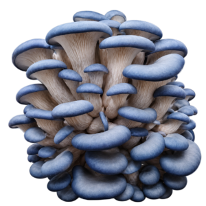 Blue Oyster
