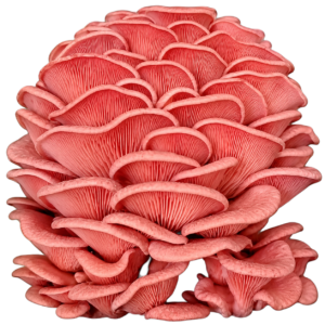 Pink Oyster