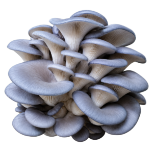 King Blue Oyster