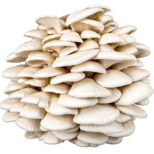 Pearl Oyster