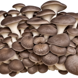 Black Pearl King Oyster